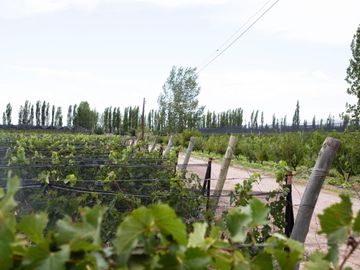 Finca de 10 Ha. con hermosa casa y galpón en Cuadro Benegas