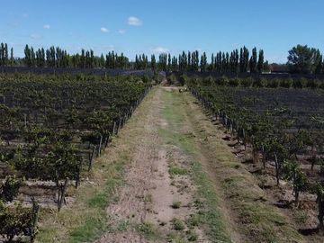 Finca de 10 Ha. con hermosa casa y galpón en Cuadro Benegas