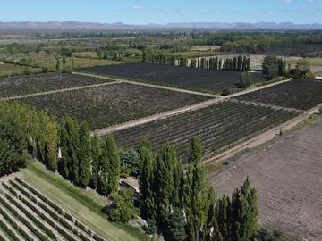 Finca de 10 Ha. con hermosa casa y galpón en Cuadro Benegas