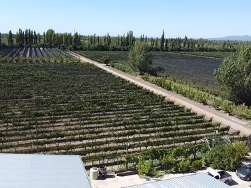 Finca de 10 Ha. con hermosa casa y galpón en Cuadro Benegas