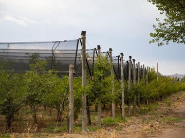 Finca de 10 Ha. con hermosa casa y galpón en Cuadro Benegas