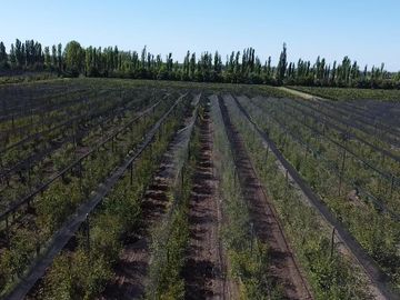 Finca de 10 Ha. con hermosa casa y galpón en Cuadro Benegas