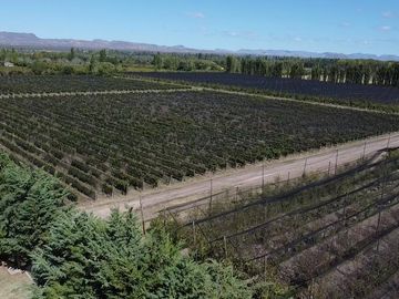 Finca de 10 Ha. con hermosa casa y galpón en Cuadro Benegas