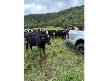 VENTA HACIENDA 257 HECTAREAS -CANTON MEJIA-TAMBILLO-BELEN