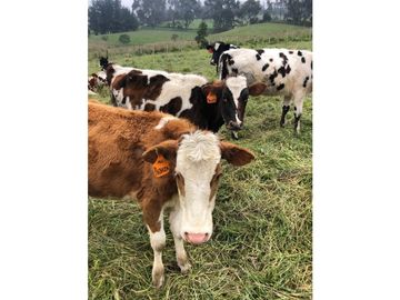 VENTA HACIENDA 257 HECTAREAS -CANTON MEJIA-TAMBILLO-BELEN