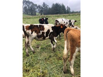 VENTA HACIENDA 257 HECTAREAS -CANTON MEJIA-TAMBILLO-BELEN