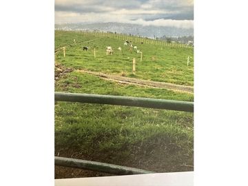 VENTA HACIENDA 257 HECTAREAS -CANTON MEJIA-TAMBILLO-BELEN