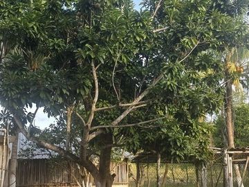 ¡Excelente Rancho en venta! Tizimin, Yucatán.