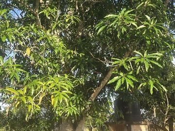 ¡Excelente Rancho en venta! Tizimin, Yucatán.