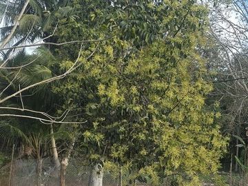 ¡Excelente Rancho en venta! Tizimin, Yucatán.