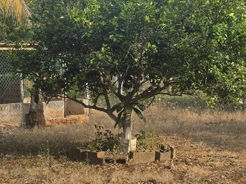 ¡Excelente Rancho en venta! Tizimin, Yucatán.