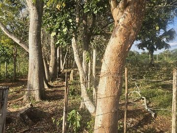 ¡Excelente Rancho en venta! Tizimin, Yucatán.