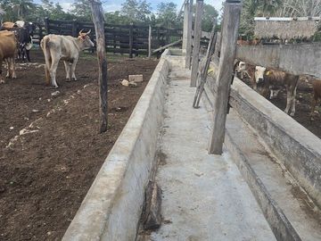 ¡Excelente Rancho en venta! Tizimin, Yucatán.