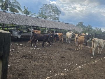 ¡Excelente Rancho en venta! Tizimin, Yucatán.