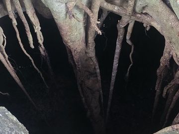 ¡Excelente terreno, con Cenote en venta! Valladolid, Yucatán.