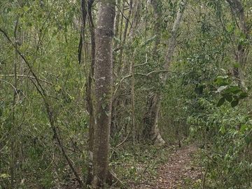 ¡Excelente terreno, con Cenote en venta! Valladolid, Yucatán.