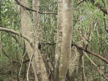 ¡Excelente terreno, con Cenote en venta! Valladolid, Yucatán.