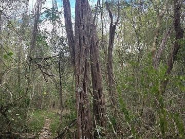¡Excelente terreno, con Cenote en venta! Valladolid, Yucatán.
