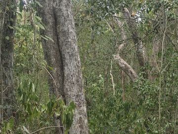 ¡Excelente terreno, con Cenote en venta! Valladolid, Yucatán.