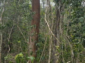 ¡Excelente terreno, con Cenote en venta! Valladolid, Yucatán.