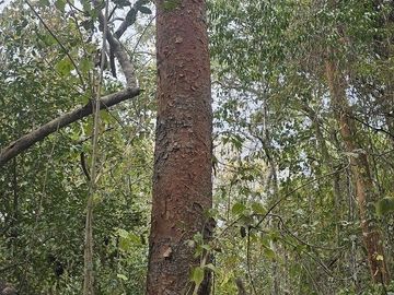 ¡Excelente terreno, con Cenote en venta! Valladolid, Yucatán.