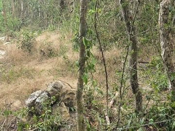 ¡Excelente terreno, con Cenote en venta! Valladolid, Yucatán.