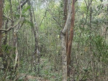 ¡Excelente terreno, con Cenote en venta! Valladolid, Yucatán.