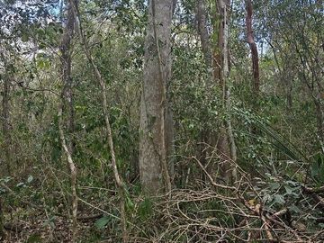¡Excelente terreno, con Cenote en venta! Valladolid, Yucatán.
