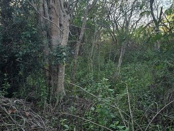 En venta terreno de 4 Has, Valladolid, Yuc.