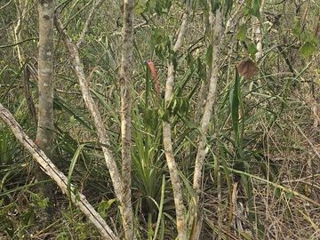 ¡Excelente terreno, 2 Cenotes en venta! Valladolid, Yucatán.