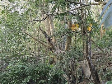 ¡Excelente terreno, 2 Cenotes en venta! Valladolid, Yucatán.