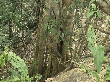 ¡Excelente terreno, 2 Cenotes en venta! Valladolid, Yucatán.