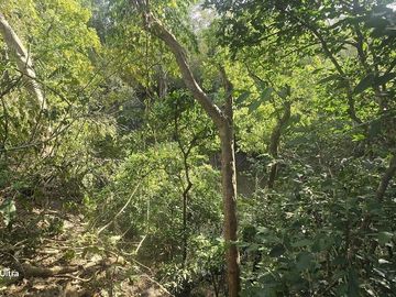 ¡Excelente terreno, 2 Cenotes en venta! Valladolid, Yucatán.
