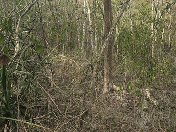 ¡Excelente terreno, 2 Cenotes en venta! Valladolid, Yucatán.