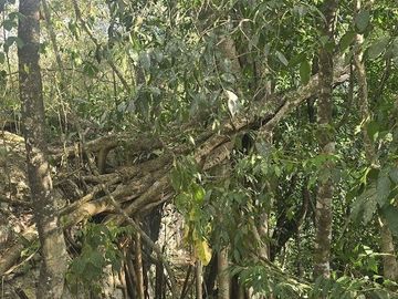 ¡Excelente terreno, 2 Cenotes en venta! Valladolid, Yucatán.