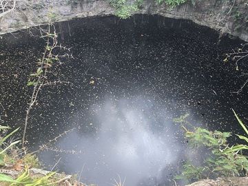 ¡Excelente terreno, 2 Cenotes en venta! Valladolid, Yucatán.
