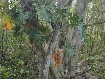 ¡Excelente terreno, 2 Cenotes en venta! Valladolid, Yucatán.