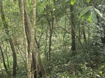 ¡Excelente terreno, 2 Cenotes en venta! Valladolid, Yucatán.