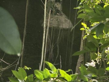 ¡Excelente terreno, 2 Cenotes en venta! Valladolid, Yucatán.