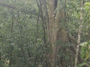¡Excelente terreno, 2 Cenotes en venta! Valladolid, Yucatán.