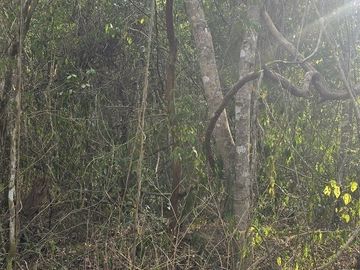 ¡Excelente terreno, 2 Cenotes en venta! Valladolid, Yucatán.