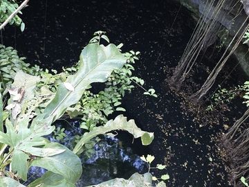 ¡Excelente terreno, 2 Cenotes en venta! Valladolid, Yucatán.
