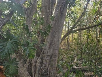 ¡Excelente terreno, 2 Cenotes en venta! Valladolid, Yucatán.