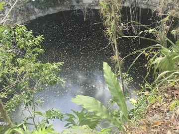 ¡Excelente terreno, 2 Cenotes en venta! Valladolid, Yucatán.
