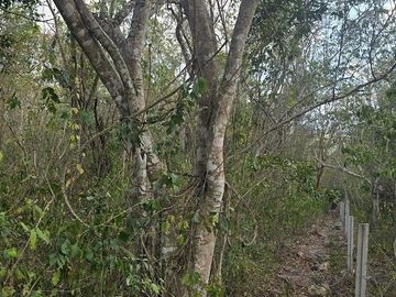 ¡Excelente terreno, 2 Cenotes en venta! Valladolid, Yucatán.