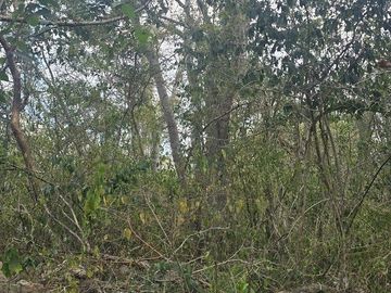 ¡Excelente terreno, 2 Cenotes en venta! Valladolid, Yucatán.