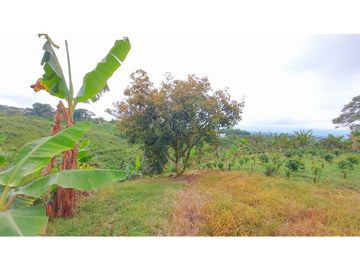 FINCA EN VENTA - FILANDIA