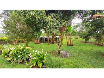 FINCA EN VENTA - FILANDIA