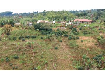 FINCA EN VENTA - FILANDIA