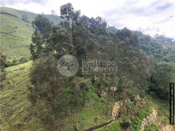Arriendo Apartamento Sector Expoferias , Manizales